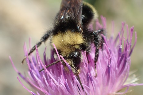 The fuzzy fellow on a thistle. - ANTHONY WESTKAMPER