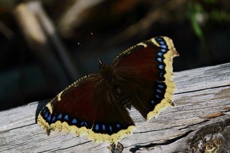 The mourning cloak butterfly, named for its dark color. - ANTHONY WESTKAMPER