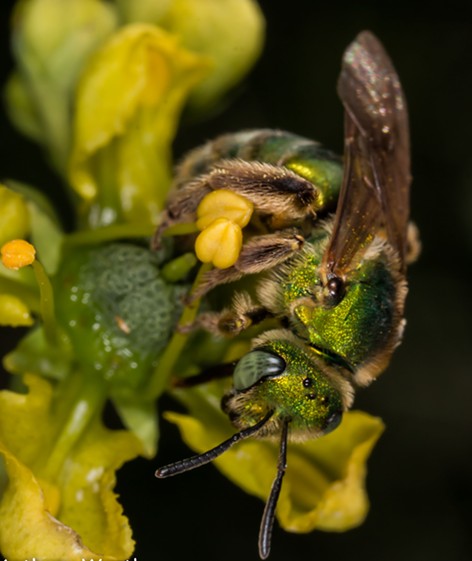 Hey, five-eyes. A Halictid bee shows three tiny oceli between its larger compound eyes. - ANTHONY WESTKAMPER