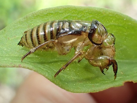 The eerie cicada exuvia.