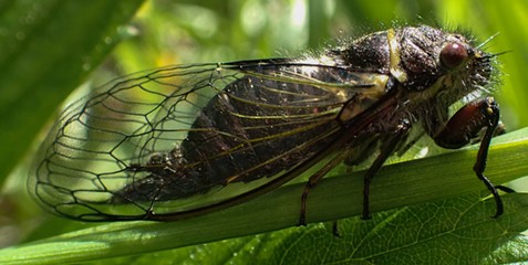 Cicada Okanagana Vanduzeei, a little early for the party. - ANTHONY WESTKAMPER