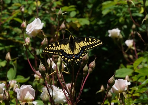At last, an anise swallowtail.