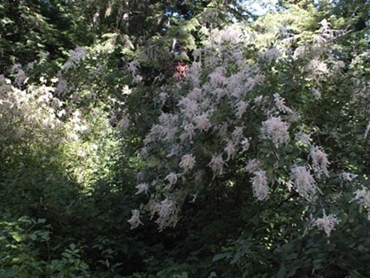 The ocean spray bush, soon to be in bloom, is a popular insect hangout. - ANTHONY WESTKAMPER