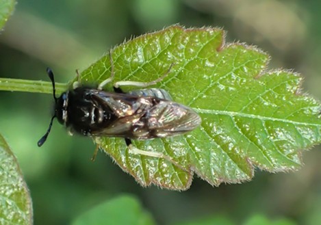 An adult sawfly, which may or may not be the species bedeviling my plants. - ANTHONY WESTKAMPER