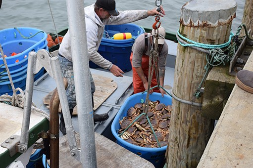 The crew of the Ashlyn-D unloads its haul on the first day of commercial crab fishing in Humboldt County. - JENNIFER FUMIKO CAHILL