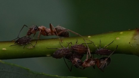 Ants tending their aphid "cows." - ANTHONY WESTKAMPER