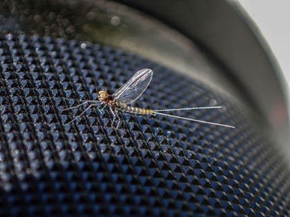 Tiny mayfly on the knurled lens barrel of my camera. - ANTHONY WESTKAMPER