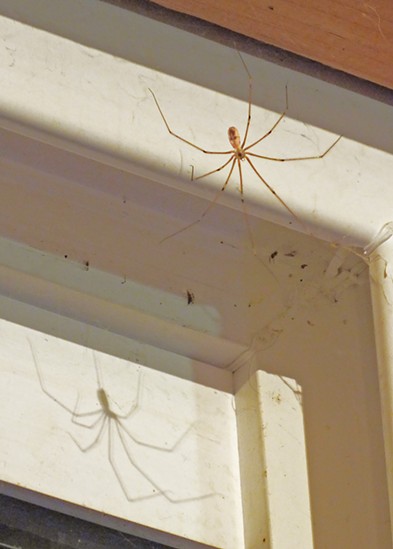 A cellar spider casts a shadow on a window frame. - ANTHONY WESTKAMPER