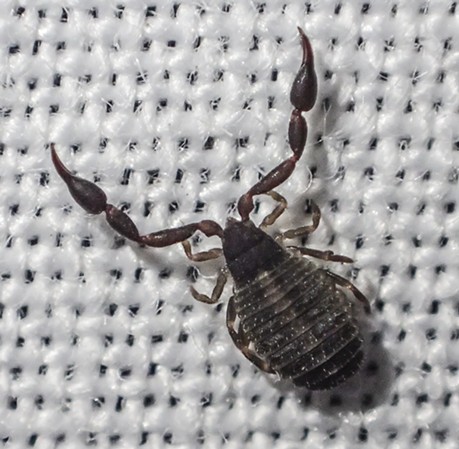 Pseudoscorpion on the white sheet of my light trap.  The weave should give you an idea how small they are. - ANTHONY WESTKAMPER