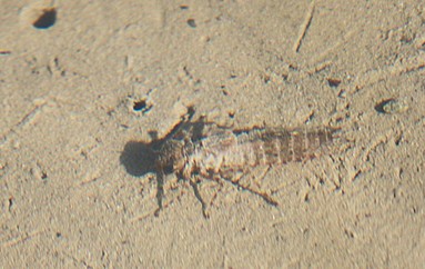 Dragonfly larva. - ANTHONY WESTKAMPER