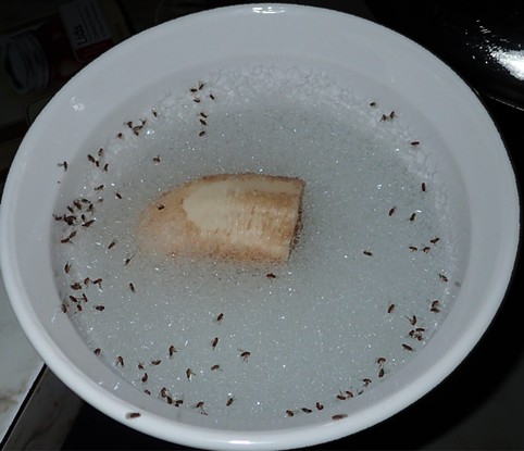The accumulation of fruit flies in the trap after about 1 hour. - ANTHONY WESTKAMPER