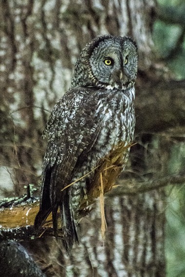 The great gray owl is the longest owl in the world. - MARK LARSON