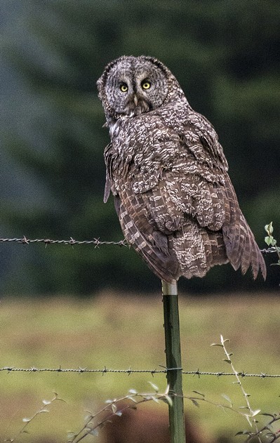 The rare great gray owl returns for the second year in a row. - MARK LARSON