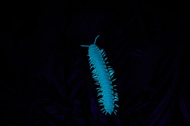 A florescent millipede of the Mytoxia genus needs no black light to glow. - ANTHONY WESTKAMPER