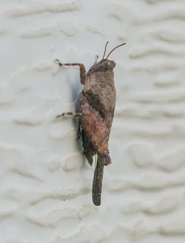 A 1/2-inch grouse locust on my garage door. - ANTHONY WESTKAMPER