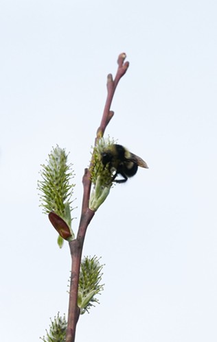 A bumblebee on a pussy willow branch. - ANTHONY WESTKAMPER