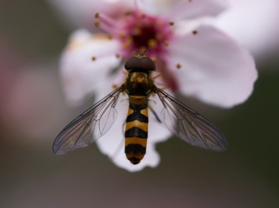 A flower fly on an ornamental plum blossom.