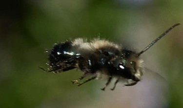 Osmia or mason bees, another species which is native but also raised commercially to pollinate crops. - ANTHONY WESTKAMPER