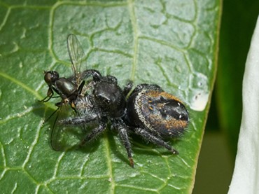A jumping spider preying on a fly. - ANTHONY WESTKAMPER
