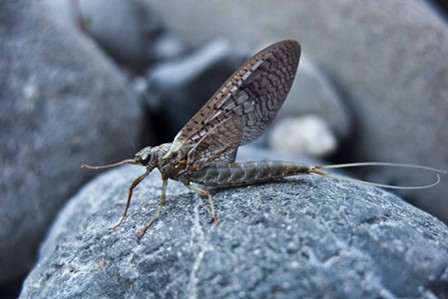 Very large mayfly, about 20 millimeters. - ANTHONY WESTKAMPER