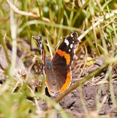 Red admiral (Vanessa atalanta) is always tricky to get close to. - ANTHONY WESTKAMPER