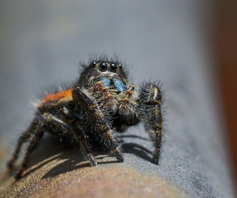 Red jumping spider portrait showing iridescent chelicerae where venom is made and stored, and large eyes giving them excellent vision. - ANTHONY WESTKAMPER