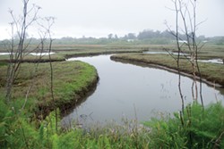 The recently restored PalCo Marsh. - MARK MCKENNA