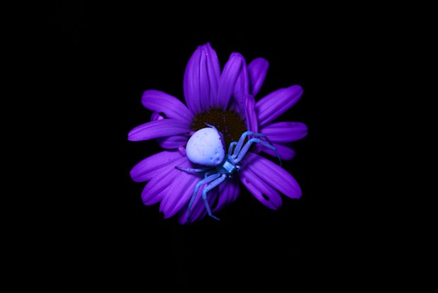 A camouflaged female crab spiders stands out at night under black light. - ANTHONY WESTKAMPER