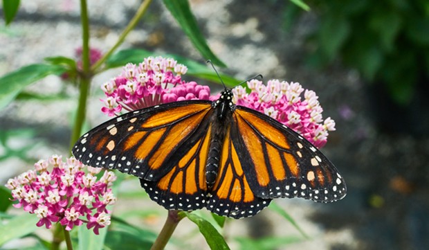 Monarch nectaring on a plant. - ANTHONY WESTKAMPER