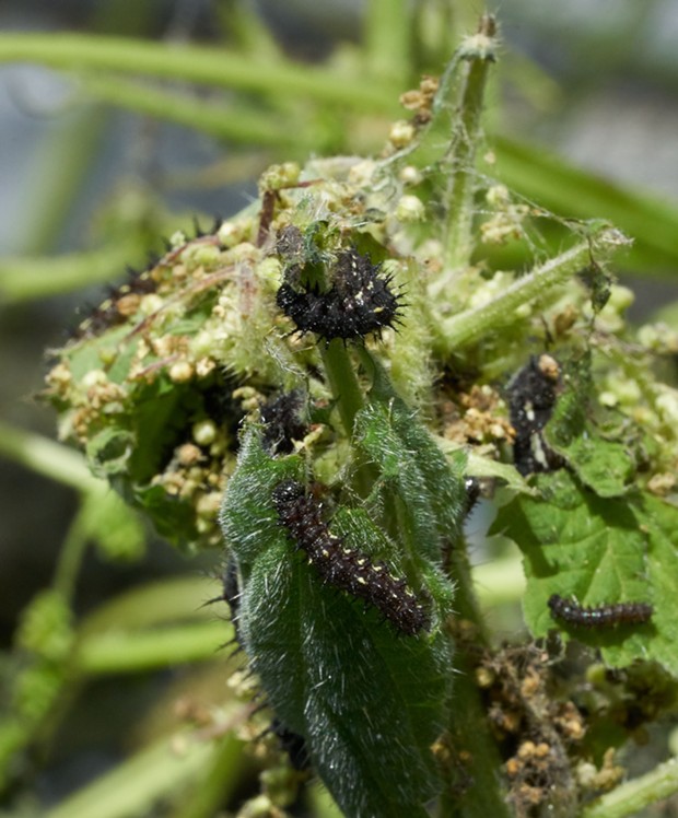 Red admiral caterpillars feast on stinging nettle (their preferred food). - ANTHONY WESTKAMPER