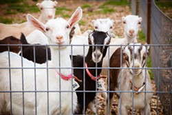 Goat at the farm - AMY KUMLER