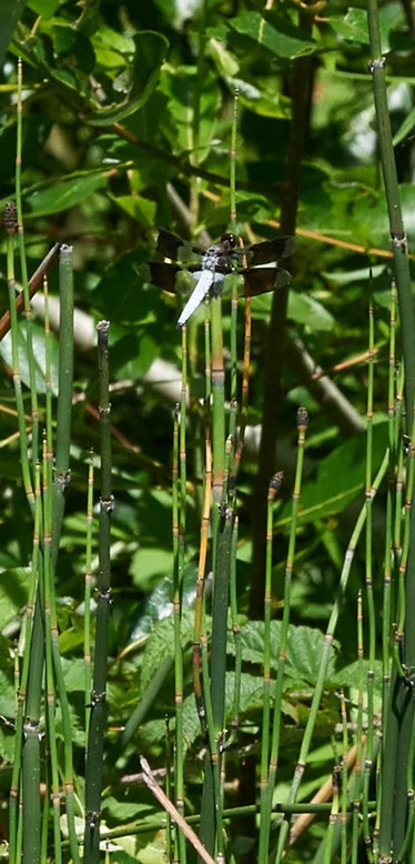 A scene from the past today, a Common White Tail on a Scouring Rush Horsetail. - ANTHONY WESTKAMPER