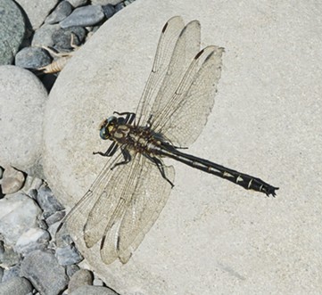 A Pacific Clubtail. - ANTHONY WESTKAMPER