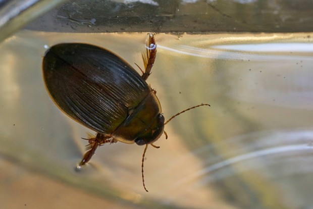 Predacious diving beetle diving, showing its legs adapted as paddles for swimming. They are good fliers, too, often landing on shiny autmobiles, perhaps thinking the shiny surface is water. - ANTHONY WESTKAMPER