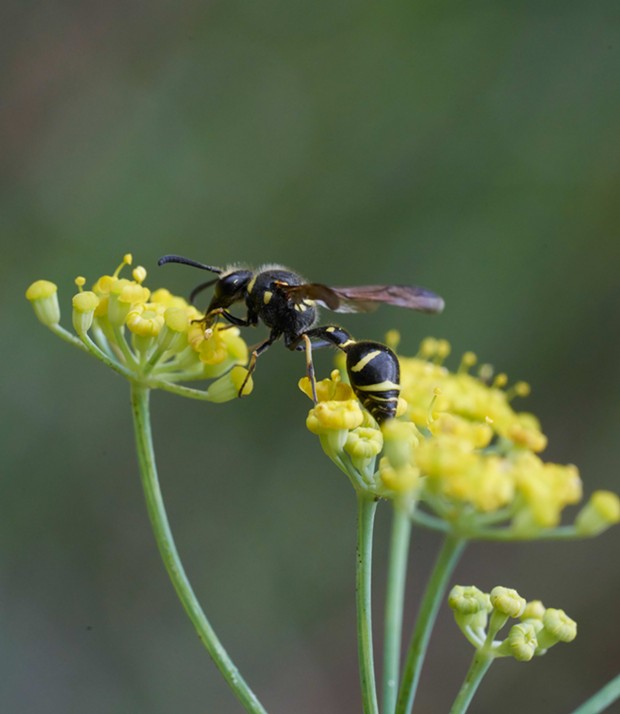Another species of potter wasp. - ANTHONY WESTKAMPER