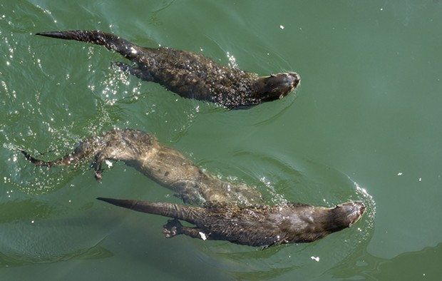 Otters mooching scraps at Trinidad Pier on Sunday. - PHOTO BY MARK LARSON