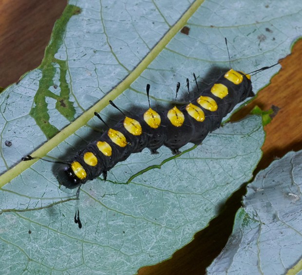 The paddle caterpillar (Acronicta funeralis). - ANTHONY WESTKAMPER