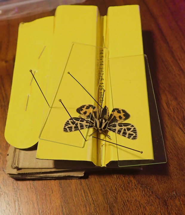Tiger moth pinned with glass microscope slides hold wings in place. - ANTHONY WESTKAMPER