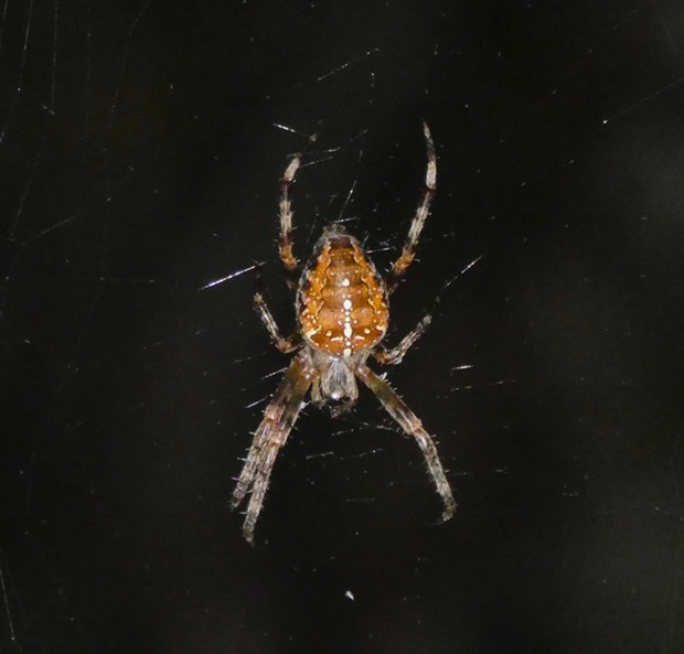 Cross orbweaver, note white spots making an inverted cross on the back of her abdomen. Its body is about 3/4 inch long. - ANTHONY WESTKAMPER