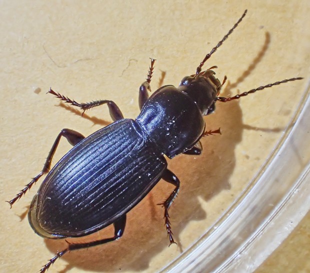 A local ground beetle. - PHOTO BY ANTHONY WESTKAMPER