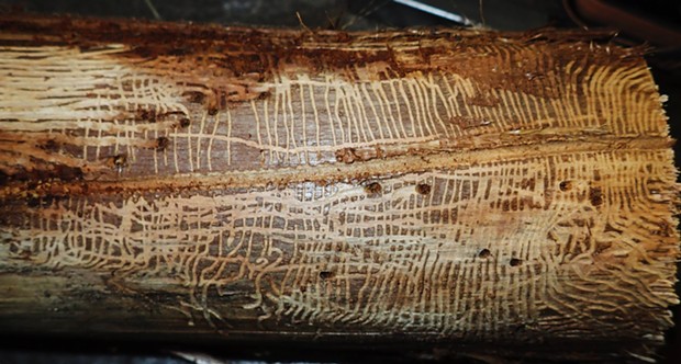 Female bark engraver beetle excavated large central gallery laying eggs along it. Young hatched out and made galleries at right angles to original tunnel, eventually boring out of the wood at the end of their gallery, just under bark on redwood branch. - PHOTO BY ANTHONY WESTKAMPER
