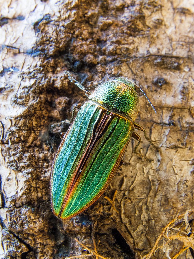 Golden buprestid beetle (Buprestid aurulenta). - PHOTO BY ANTHONY WESTKAMPER