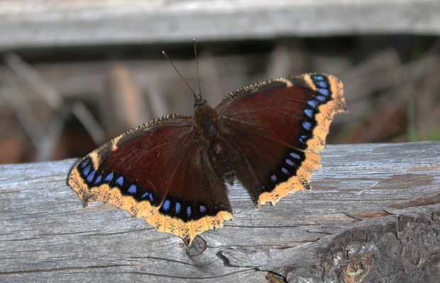 Mourning cloak butterfly (Nymphalis antiopa) I shot a few years ago. - PHOTO BY ANTHONY WESTKAMPER