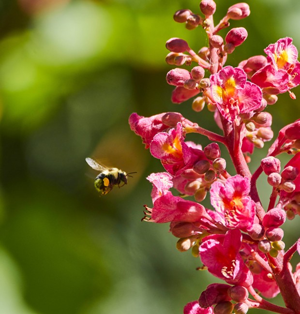 A bumble bee flying to a buckeye. - PHOTO BY ANTHONY WESTKAMPER
