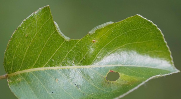 Sawfly larvae and tyupical damage they cause on an Asian pear leaf. - PHOTO BY ANTHONY WESTKAMPER