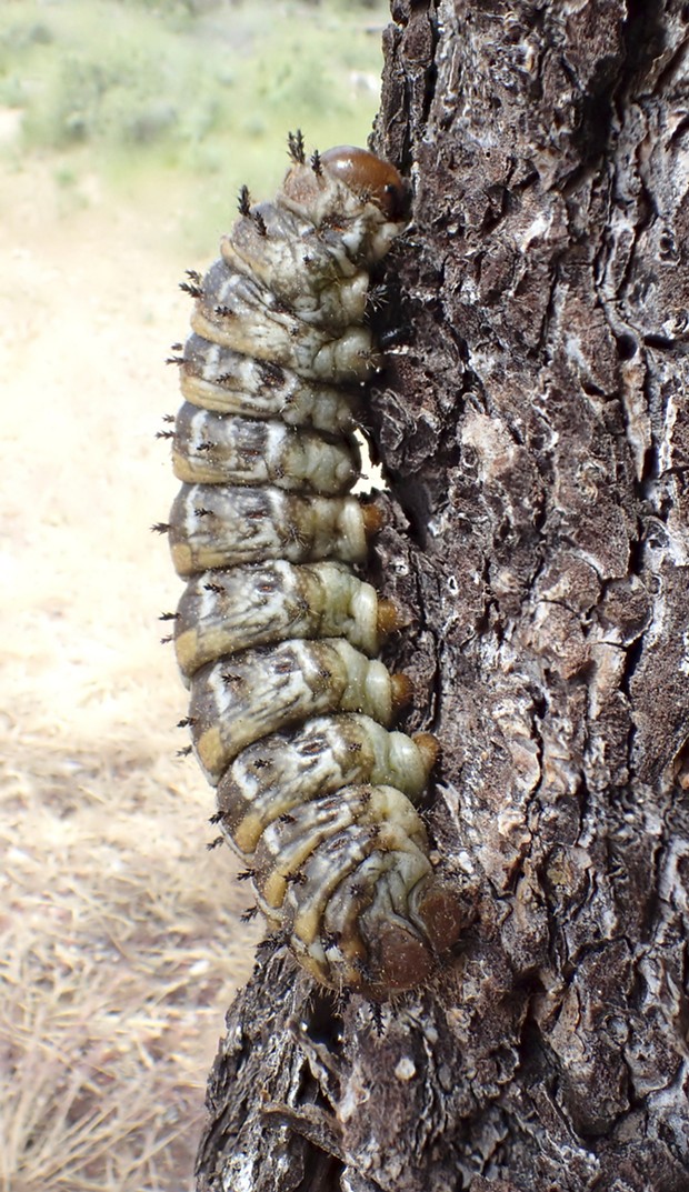 Pandora moth caterpillar on pine tree. - PHOTO BY ANTHONY WESTKAMPER