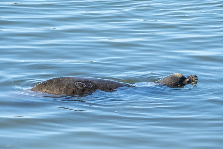 California Sea Lion in Klopp Lake