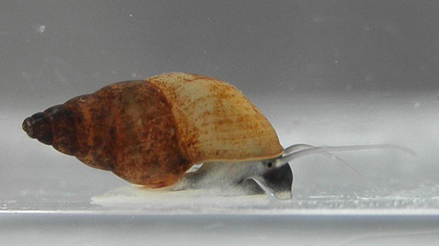 New Zealand mudsnails measure just under 5 millimeters but reproduce prolifically and can take over an ecosystem.