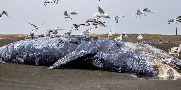 A 40-foot gray whale washed up at Long Beach, Washington.