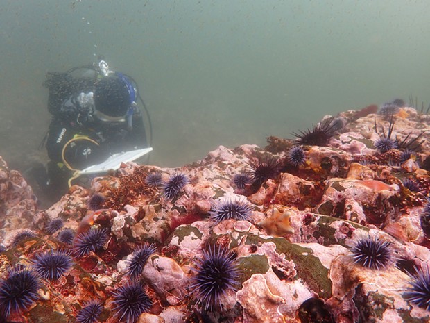 Urchins blanket a rocky reef.